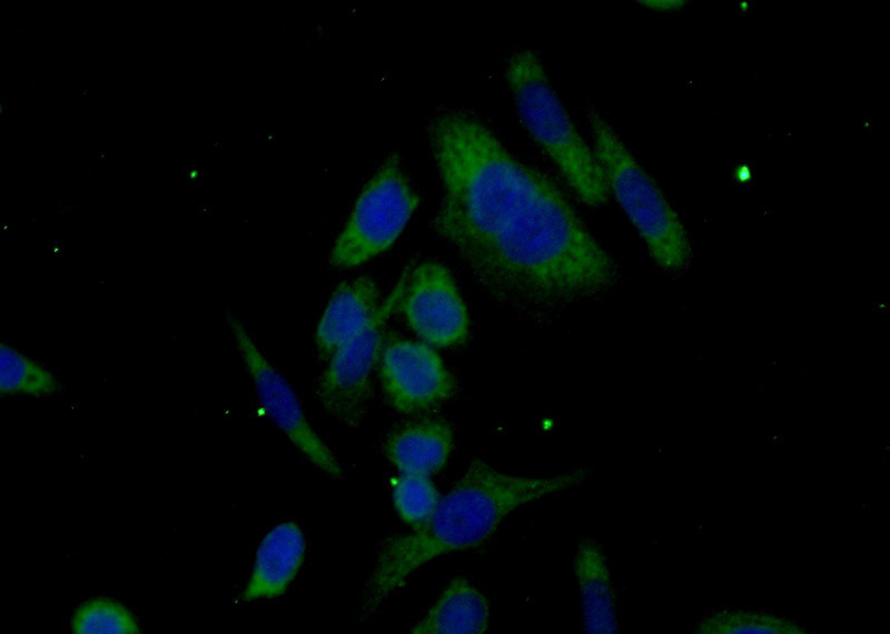 Immunofluorescent analysis of (-20oc Ethanol) fixed HeLa cells using Catalog No:107811(ABHD14A Antibody) at dilution of 1:50 and Alexa Fluor 488-congugated AffiniPure Goat Anti-Rabbit IgG(H+L)