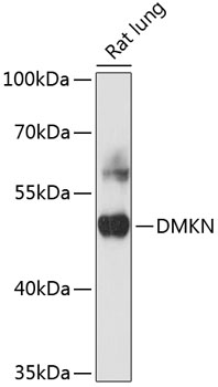 Western blot - DMKN Polyclonal Antibody 