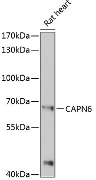 Western blot - CAPN6 Polyclonal Antibody 