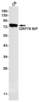 Western blot detection of GRP78 BiP in C6 cell lysates using GRP78 BiP Rabbit mAb(1:1000 diluted).Predicted band size:72kDa.Observed band size:78kDa.