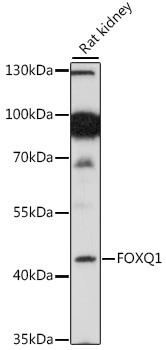 Western blot - FOXQ1 Polyclonal Antibody 