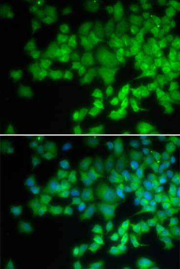 Immunofluorescence - NCF4 Polyclonal Antibody 