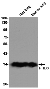 Western blot detection of PHD3 in Rat lung and Mouse lung lysates using PHD3 rabbit pAb (1:1000 diluted).Predicted band size:27kDa.Observed band size:27kDa.