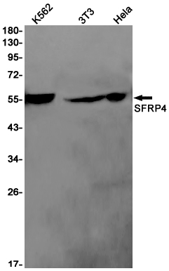 Western blot detection of SFRP4 in K562,3T3,Hela cell lysates using SFRP4 Rabbit pAb(1:1000 diluted).Predicted band size:40kDa.Observed band size:53-55kDa.