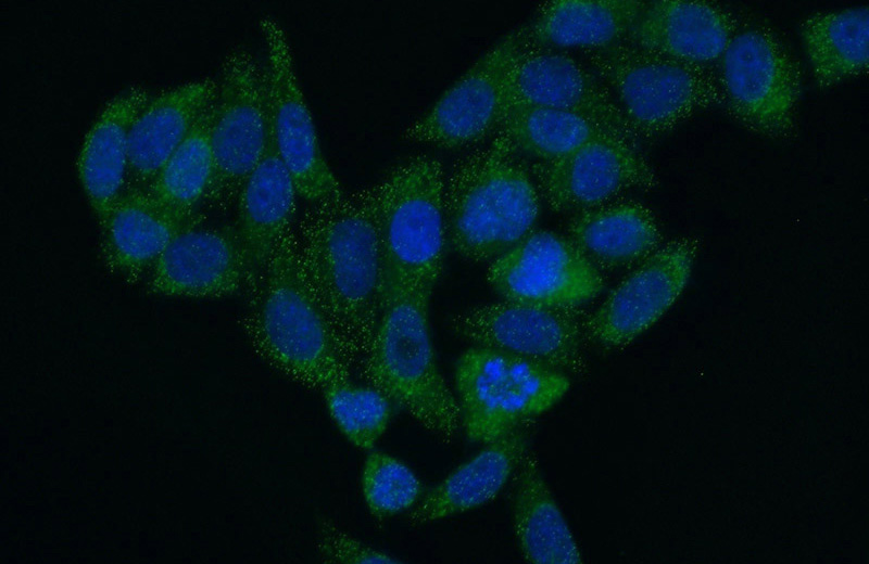 Immunofluorescent analysis of (10% Formaldehyde) fixed HepG2 cells using Catalog No:115016(SCP2 Antibody) at dilution of 1:50 and Alexa Fluor 488-congugated AffiniPure Goat Anti-Rabbit IgG(H+L)