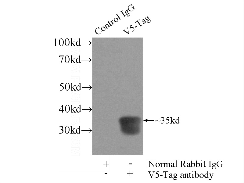 IP Result of anti-V5-tag (IP:Catalog No:117342, 3ug; Detection:Catalog No:117342 1:20000) with Recombinant protein protein lysate 3000ug.