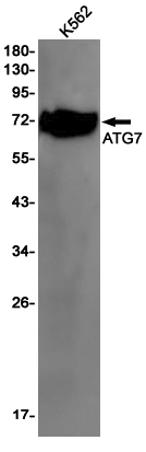 Western blot detection of ATG7 in K562 cell lysates using ATG7 Rabbit pAb(1:1000 diluted).Predicted band size:78kDa.Observed band size:78kDa.