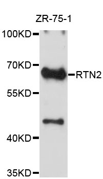 Western blot - RTN2 Polyclonal Antibody 