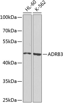 Western blot - ADRB3 Polyclonal Antibody 