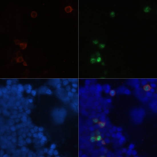 Immunofluorescence - Rabbit anti GFP-Tag pAb 