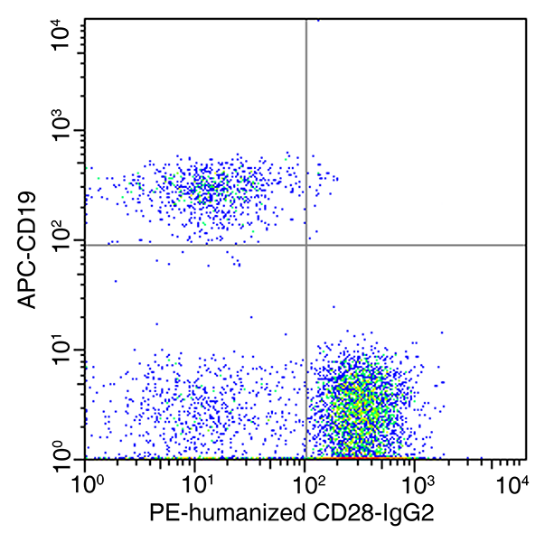 Human CD28 Antibody