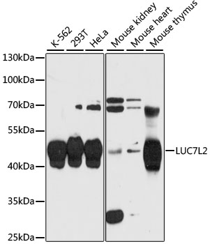 Western blot - LUC7L2 Polyclonal Antibody 