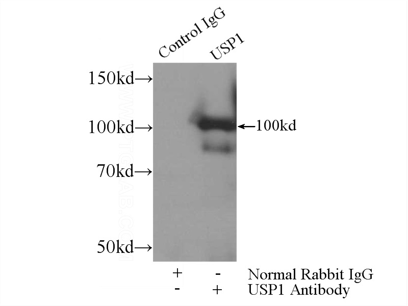 IP Result of anti-USP1 (IP:Catalog No:116585, 3ug; Detection:Catalog No:116585 1:300) with HEK-293 cells lysate 3200ug.