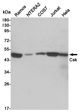 Western blot analysis of extracts from Ramos,NTERA2,COS7,Jurkat and Hela cell lysates using Csk mouse mAb (1:1000 diluted). Predicted band size:50KDa. Observed band size:50KDa.