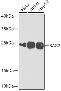 Western blot - BAG2 Polyclonal Antibody 