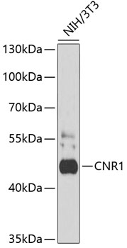 Western blot - CNR1 Polyclonal Antibody 