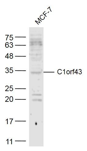 Fig2: Sample:; MCF-7(Human) Cell Lysate at 40 ug; Primary: Anti- C1orf43 at 1/300 dilution; Secondary: IRDye800CW Goat Anti-Rabbit IgG at 1/20000 dilution; Predicted band size: 29 kD; Observed band size: 29 kD