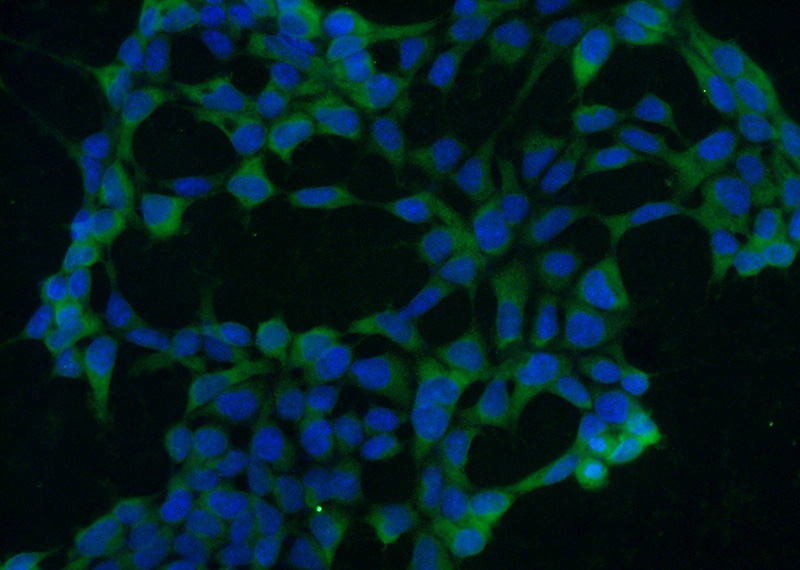 Immunofluorescent analysis of (-20oc Ethanol) fixed HEK-293 cells using Catalog No:107267(HSP70 Antibody) at dilution of 1:50 and Alexa Fluor 488-congugated AffiniPure Goat Anti-Mouse IgG(H+L)