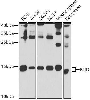 Western blot - BLID Polyclonal Antibody 