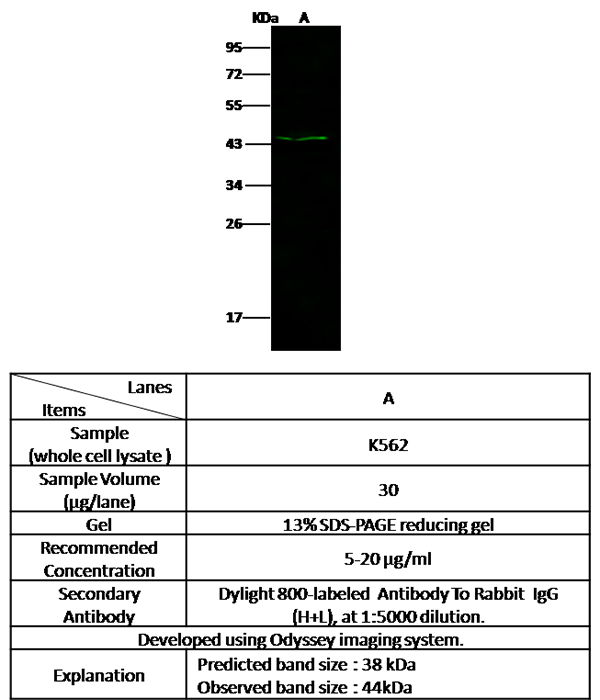 CD57 Antibody, Rabbit PAb, Antigen Affinity Purified, Western blot