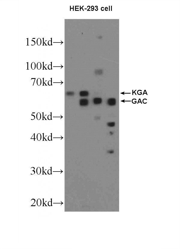 HEK-293 cells were subjected to SDS PAGE followed by western blot with Catalog No:112035(GLS Antibody) at dilution of 1:600
