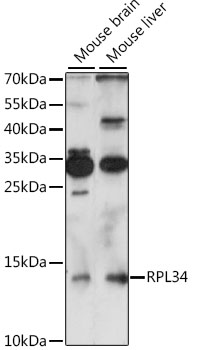 Western blot - RPL34 Polyclonal Antibody 