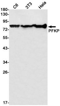 Western blot detection of PFKP in C6,3T3,Hela cell lysates using PFKP Rabbit pAb(1:1000 diluted).Predicted band size:86kDa.Observed band size:86kDa.