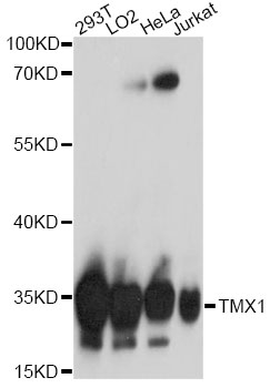 Western blot - TMX1 Polyclonal Antibody 