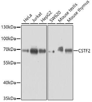 Western blot - CSTF2 Polyclonal Antibody 