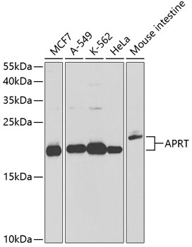 Western blot - APRT Polyclonal Antibody 