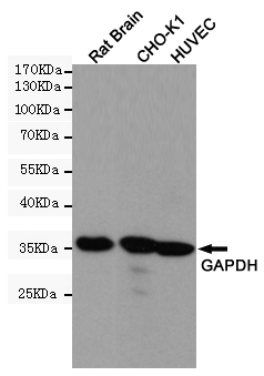 Western blot detection of GAPDH in Rat brain, CHO-K1 and HUVEC cell lysates using GAPDH Mouse mAb (HRP Conjugate) (1:5000 diluted).Predicted band size:36KDa.Observed band size:36KDa.