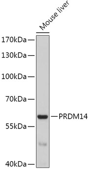Western blot - PRDM14 Polyclonal Antibody 