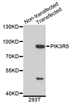 Western blot - PIK3R5 Polyclonal Antibody 