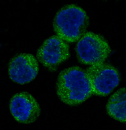 Immunofluorescent analysis of Raji cells, using ATG5 Antibody.