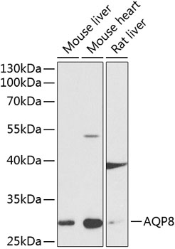 Western blot - AQP8 Polyclonal Antibody 