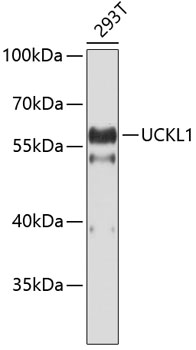 Western blot - UCKL1 Polyclonal Antibody 