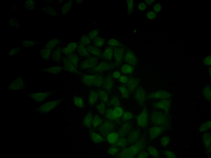 Immunofluorescence - CTSE Polyclonal Antibody 