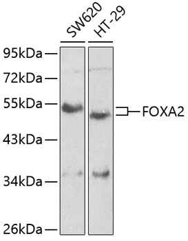 Western blot - FOXA2 Polyclonal Antibody 