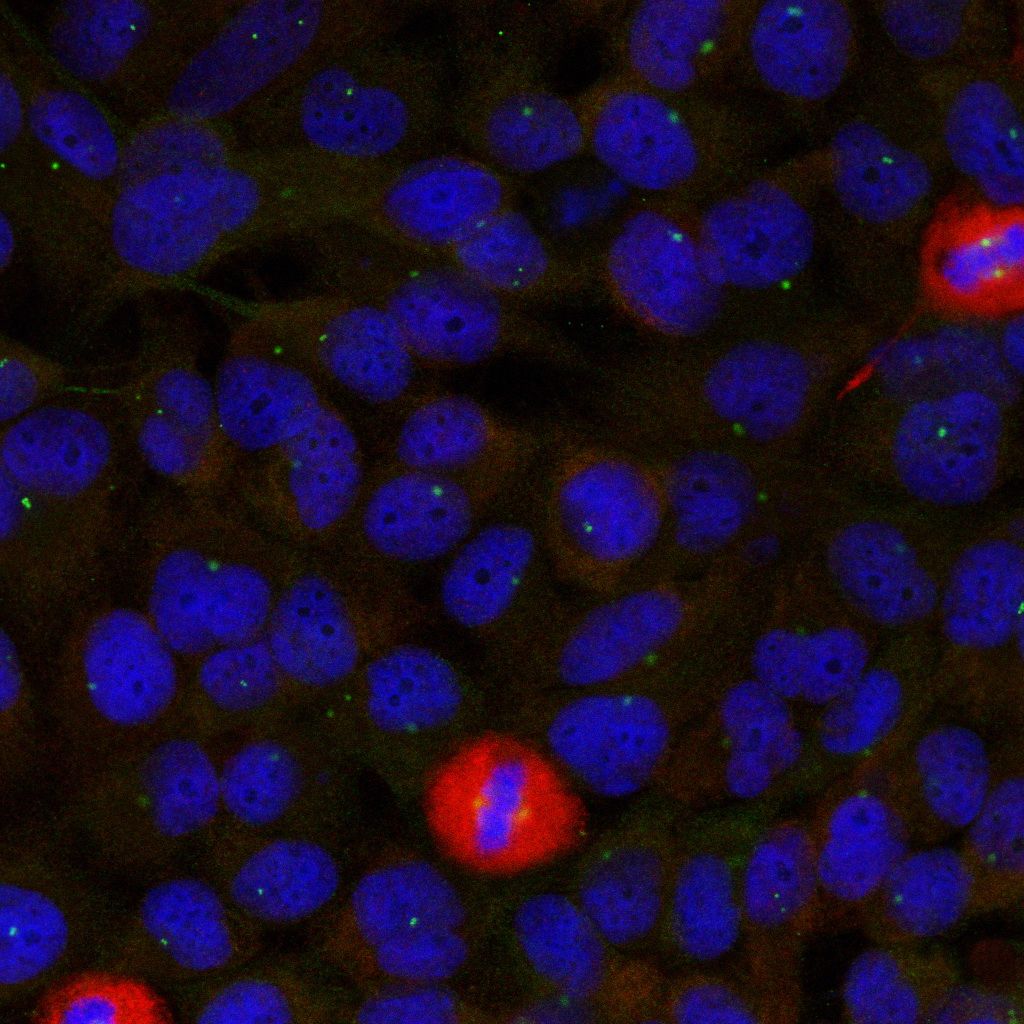 Immunofluorescence staining of methanol-fixed Hela cells using eIF4G (Ab-1232) Antibody .