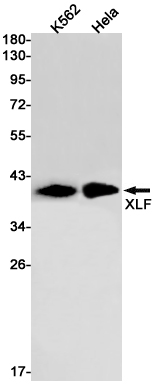 Western blot detection of XLF in K562,Hela cell lysates using XLF Rabbit pAb(1:1000 diluted).Predicted band size:33kDa.Observed band size:39kDa.