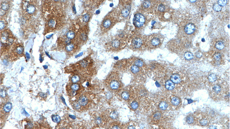 Immunohistochemistry of paraffin-embedded human liver tissue slide using Catalog No:109684(CYP1A2-Specific Antibody) at dilution of 1:200 (under 40x lens).