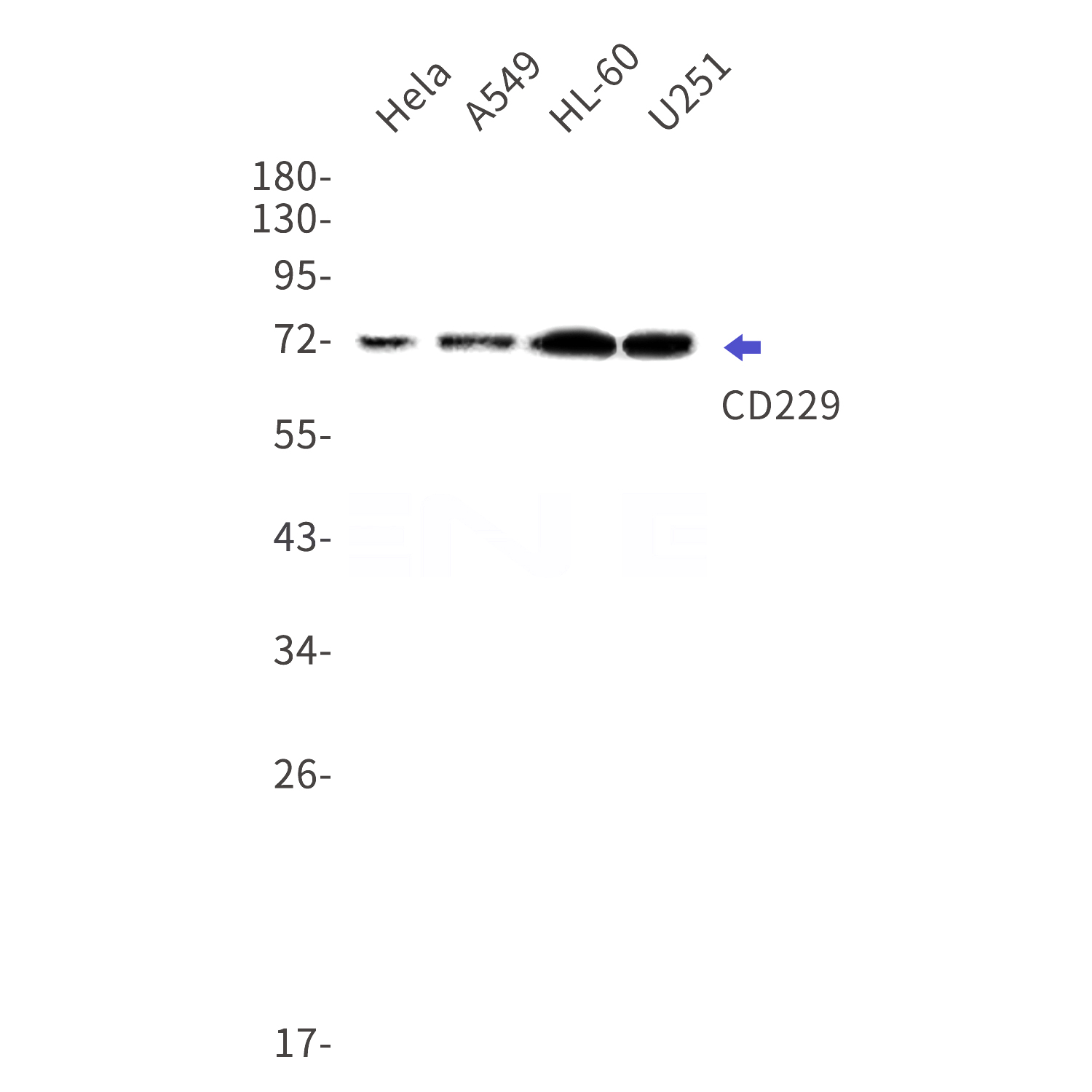 Western blot detection of CD229 in Hela,A549,HL-60,U251 cell lysates using CD229 Rabbit mAb(1:1000 diluted).Predicted band size:72kDa.Observed band size:72kDa.