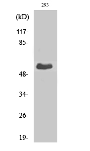 Fig1:; Western Blot analysis of various cells using T3JAM Polyclonal Antibody