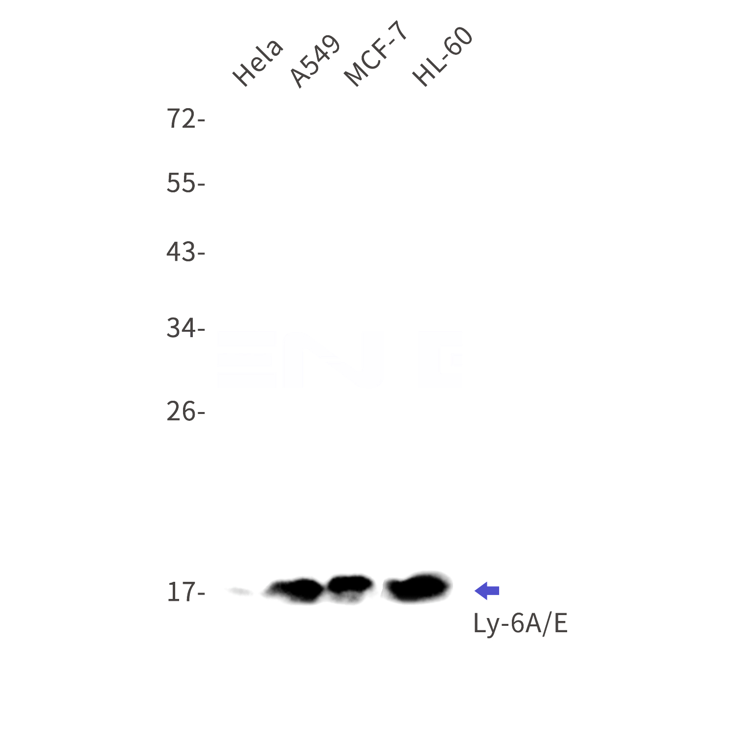 Western blot detection of Ly-6A/E in Hela,A549,MCF-7,HL-60 cell lysates using Ly-6A/E Rabbit mAb(1:1000 diluted).Predicted band size:14kDa.Observed band size:18kDa.
