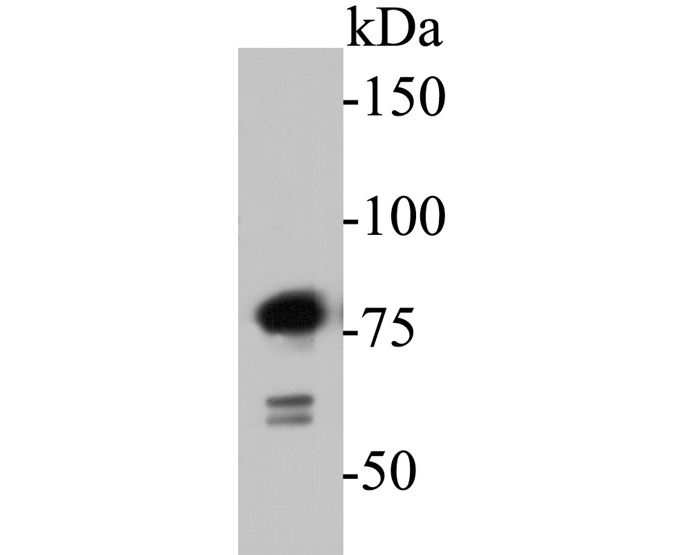 Fig1: Western blot analysis of SPATA5L1 on K562 cell lysates. Proteins were transferred to a PVDF membrane and blocked with 5% BSA in PBS for 1 hour at room temperature. The primary antibody ( 1/500) was used in 5% BSA at room temperature for 2 hours. Goat Anti-Rabbit IgG - HRP Secondary Antibody (HA1001) at 1:5,000 dilution was used for 1 hour at room temperature.