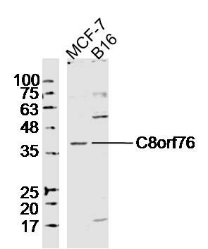 Fig1: Sample:; MCF-7 Cell (Human) Lysate at 40 ug; B16 Cell (Mouse) Lysate at 40 ug; Primary: Anti-C8orf76 at 1/300 dilution; Secondary: IRDye800CW Goat Anti-Rabbit IgG at 1/20000 dilution; Predicted band size: 43 kD; Observed band size: 43 kD