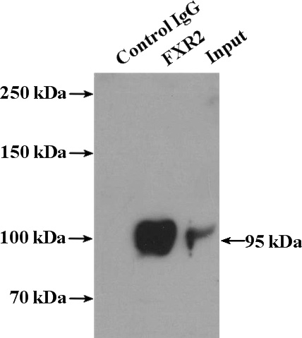 IP Result of anti-FXR2 (IP:Catalog No:110753, 4ug; Detection:Catalog No:110753 1:500) with HeLa cells lysate 3200ug.