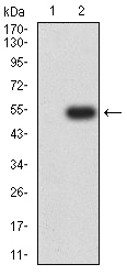 Fig2: Western blot analysis of KMT2C against HEK293 (1) and KMT2C (AA: 1-205)-hIgGFc transfected HEK293 (2) cell lysate. Proteins were transferred to a PVDF membrane and blocked with 5% BSA in PBS for 1 hour at room temperature. The primary antibody ( 1/500) was used in 5% BSA at room temperature for 2 hours. Goat Anti-Mouse IgG - HRP Secondary Antibody at 1:5,000 dilution was used for 1 hour at room temperature.
