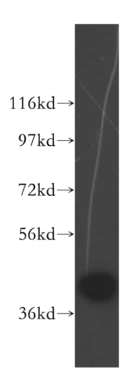 HepG2 cells were subjected to SDS PAGE followed by western blot with Catalog No:110096(DNAJB5 antibody) at dilution of 1:500
