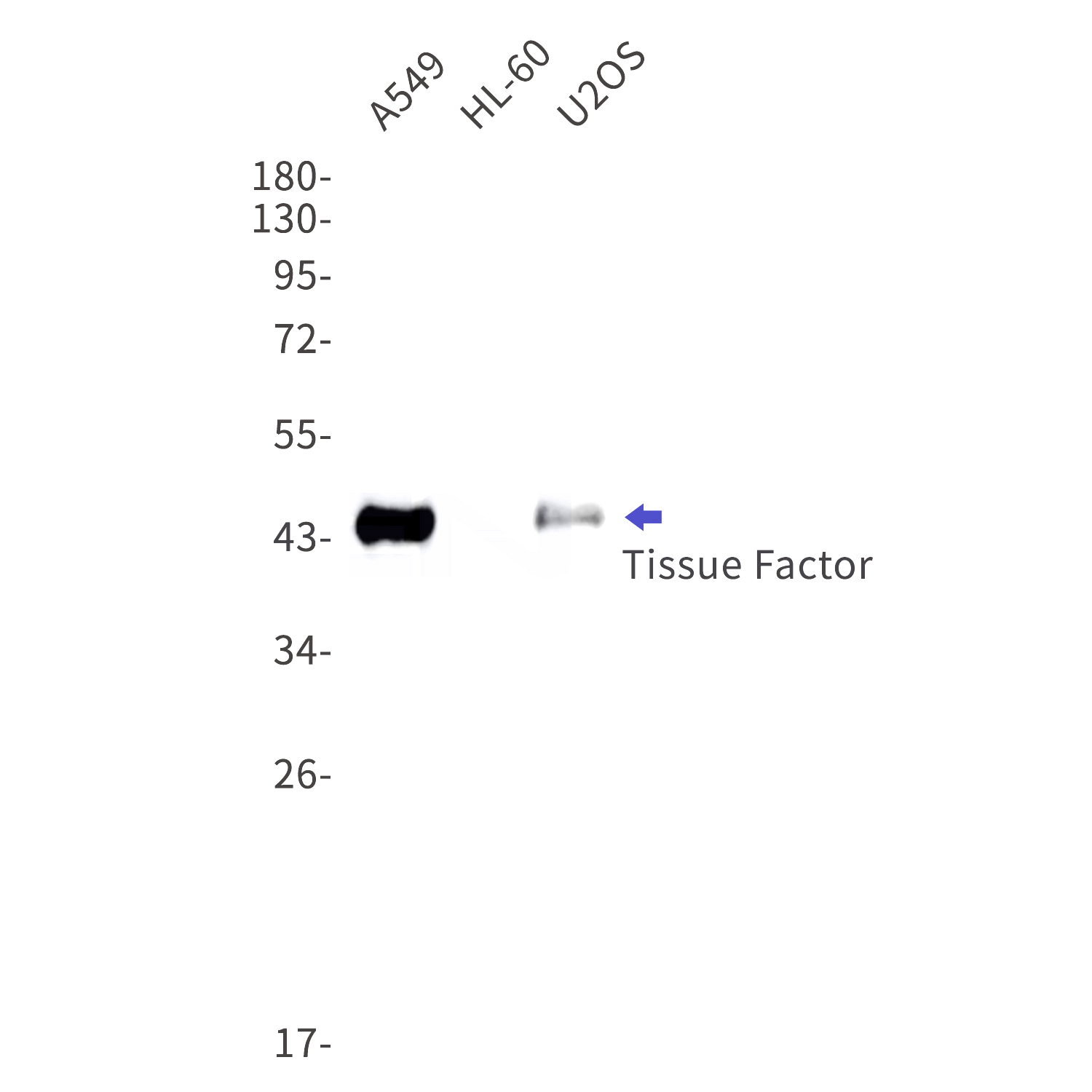 Western blot detection of Tissue Factor in A549,HL-60,U2OS cell lysates using Tissue Factor Rabbit mAb(1:1000 diluted).Predicted band size:33kDa.Observed band size:45kDa.